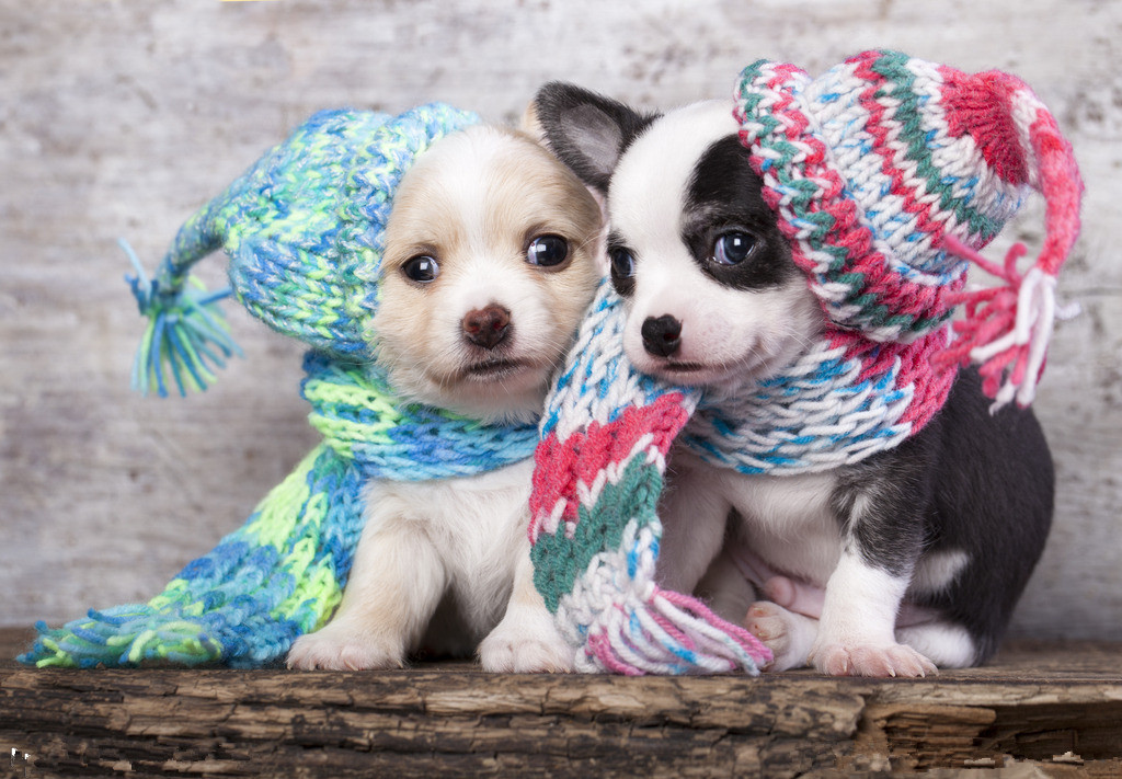 狗狗冬季保暖